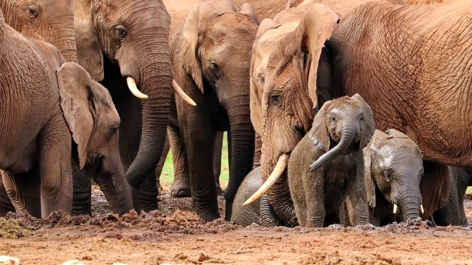 Sute de elefanți din Malawi, relocaţi într-o zonă în care specia a dispărut aproape complet