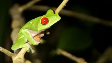 O nouă specie de broască a fost descoperită în Costa Rica. De ce este specială?