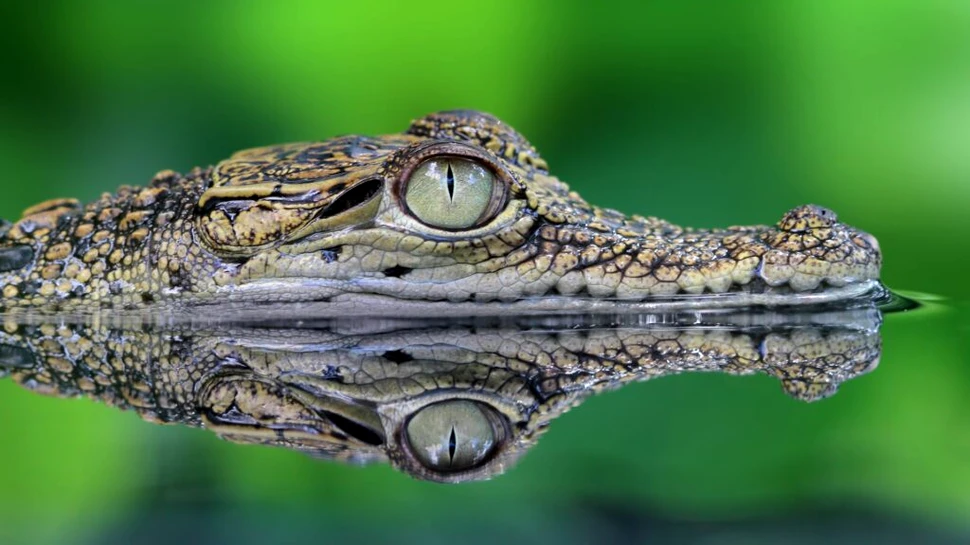 Test de cultură generală. Care este diferența dintre crocodil și aligator?