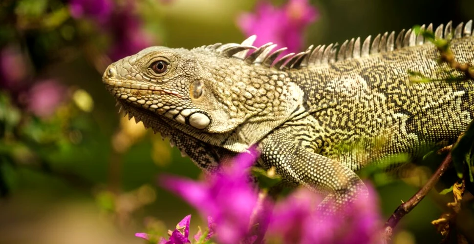 În urmă cu 34 de milioane de ani, iguanele au pornit într-o călătorie de peste 8.000 de kilometri