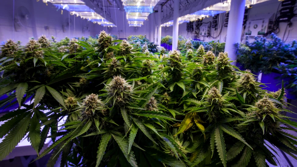 Decizia luată în Thailanda după 18 luni de la legalizarea consumului recreațional de canabis
