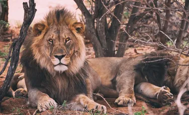 Dreptatea făcută de un grup de lei: au omorât braconierii care încercau să vâneze rinocerii dintr-o rezervaţie din Africa de Sud