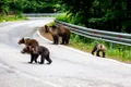 Invazie de urși la Brașov. Sute de alerte în primele luni ale anului