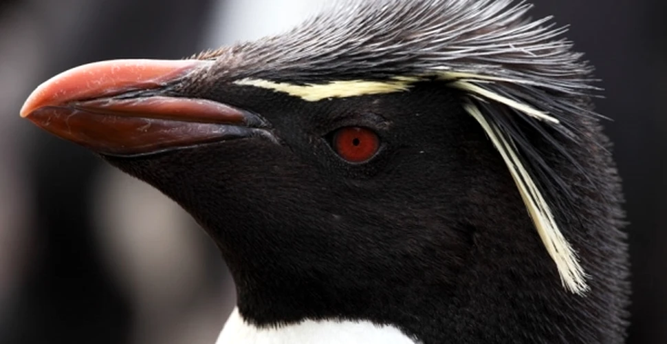 O pată de petrol din Atlanticul de Sud ar putea ucide 200.000 de pinguini