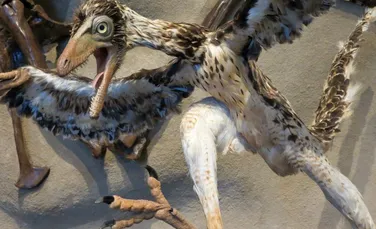După 150 de ani de cercetări, specialiştii au descoperit noi detalii despre ”Archaeopteryx”,  una dintre primele vietăţi de pe Pământ
