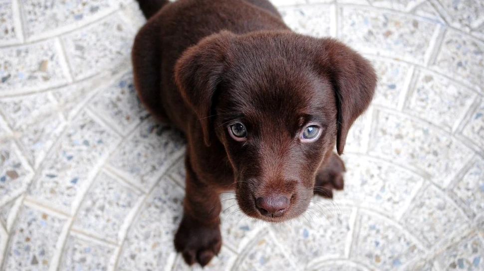 Un an din viața unui câine nu este, de fapt, echivalentul a șapte ani la om. Cum au demontat cercetătorii mitul