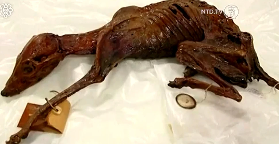 A fost descoperită mumia unui animal de companie de acum 1.000 de ani (VIDEO)