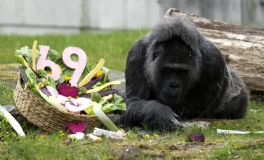 Cea mai bătrână gorilă din lume în captivitate și-a sărbătorit ziua de naștere la Zoo Berlin