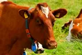 Test de cultură generală. Câte stomacuri au vacile?