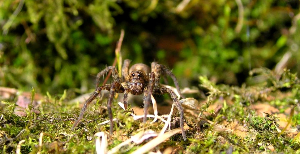 Păianjenii din Arctica devin carnivori