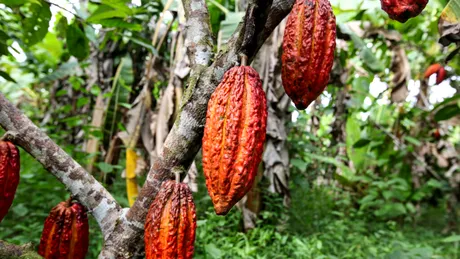 Plantațiile de cacao distrug pădurile protejate din Africa de Vest