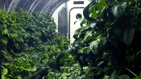 Cannabis pe ISS. Ce plante vor crește în viitoarea seră de la bordul stației spațiale?