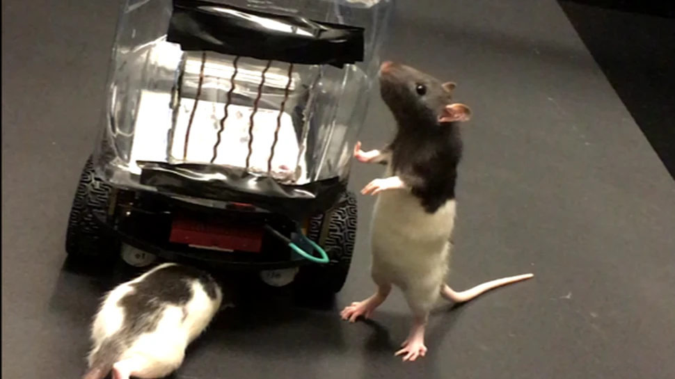 Cercetătorii au învăţat doi şobolani să conducă maşinuţe. Cum s-au descurcat rozătoarele – VIDEO