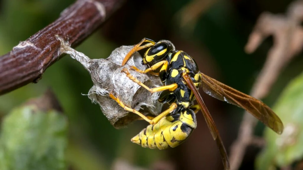 Test de cultură generală. Care este diferența dintre viespe și albină?