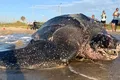 O țestoasă uriașă, cu carapace din piele, a făcut spectacol pe o plajă din Florida