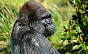 Gorilele au inventat un sunet unic pentru a atrage atenția îngrijitorilor