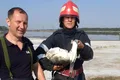 O lebădă blocată în mâl, salvată de pompierii din Brăila