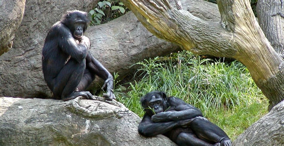 Cine i-a îmblânzit pe bonobo?