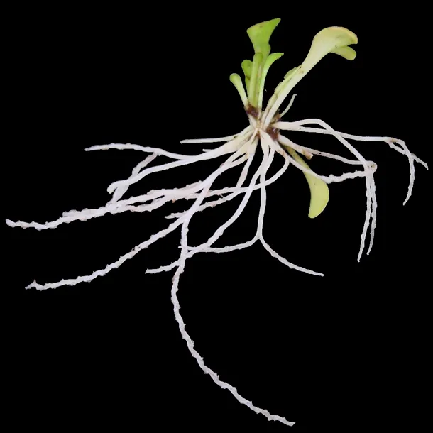 Plantă carnivoră - Genlisea Violacea