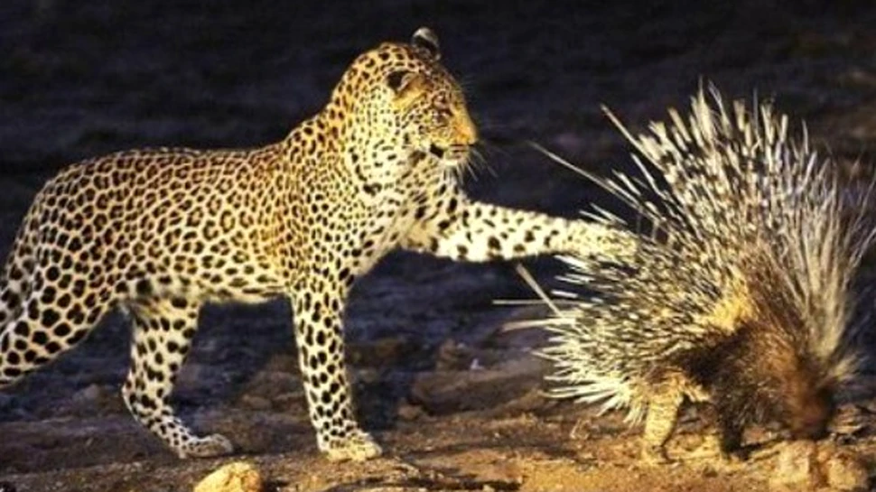 Scoala vietii pentru un tanar leopard (FOTO)