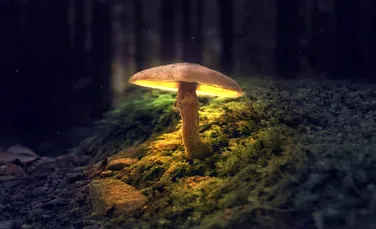 Fibrele ciupercilor ar putea proteja împotriva gripei