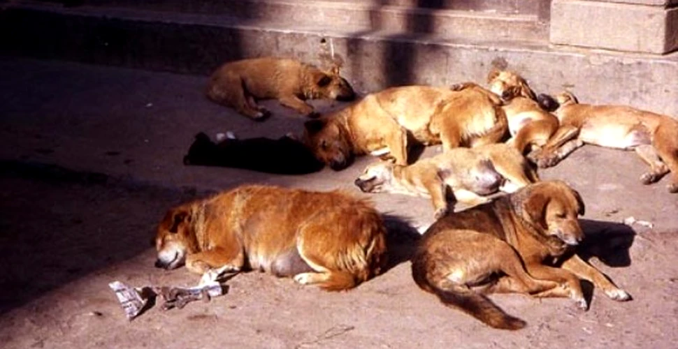 Primăria din Bishkek va împuşca 10 000 de câini maidanezi