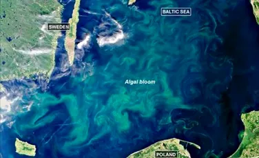 Invazia algelor in Marea Baltica ar putea duce la o extinctie uriasa