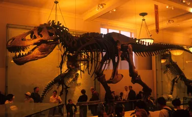 Tyrannosaurus rex ar fi fost cu 70% mai mare decât sugerează fosilele, arată noi cercetări