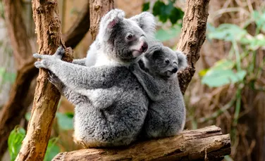 Un tratament cu puține reacții adverse a fost descoperit pentru urșii koala infectați cu Chlamydia