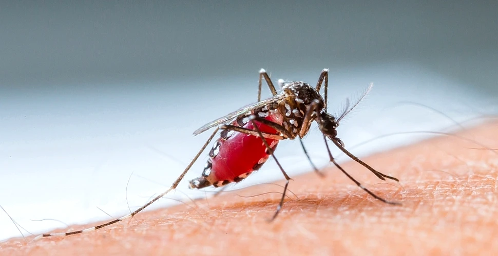 Cercetătorii au descoperit o metodă prin care putem deveni „invizibili” pentru ţânţari