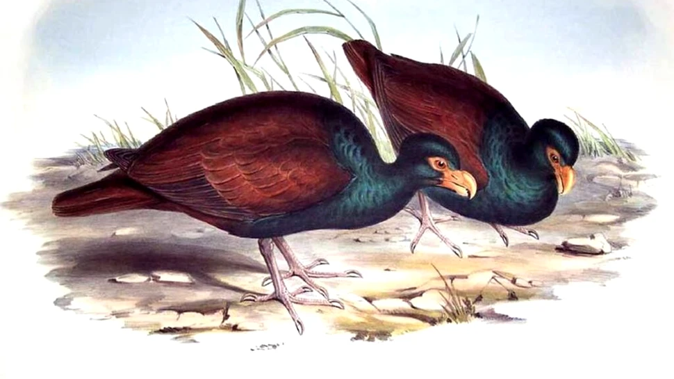 Ultima rudă a păsării dodo, observată într-o pădure tropicală îndepărtată din Samoa