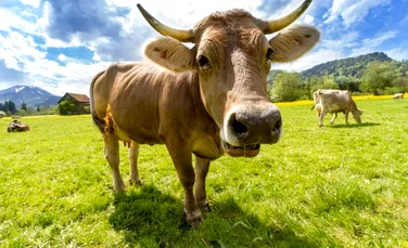 Fermierii din Noua Zeelandă vor trebui să plătească pentru emisiile vacilor și oilor