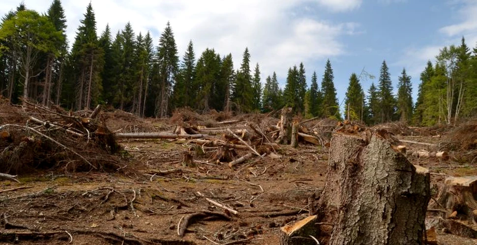 Metoda inedită a unui băiat din Bulgaria de a combate distrugerea copacilor