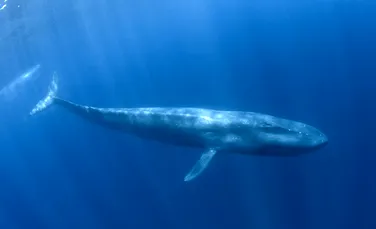 Detectoarele de bombe nucleare au dezvăluit o populație secretă de balene în Oceanul Indian