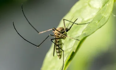 Un studiu a examinat bacteriile de pe țânțari. Ce a aflat?