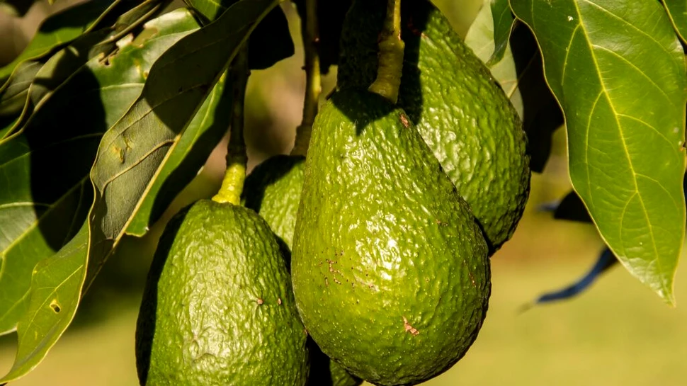 Efectele schimbărilor climatice. Avocado și plante exotice cresc în Marea Britanie