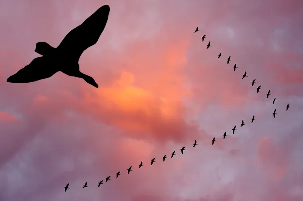 Capacitatea de a zbura s-a dezvoltat uimitor la păsări: unele specii pot întreprinde migraţii cale de mii de kilometri.