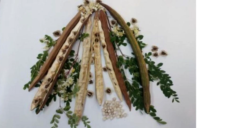 O plantă comună din Brazilia are potențialul de a elimina microplasticele din apă