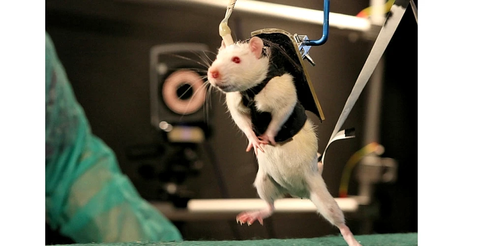 Un şobolan paralizat a reuşit să meargă, oferind noi speranţe oamenilor cu leziuni la măduva spinării (VIDEO)