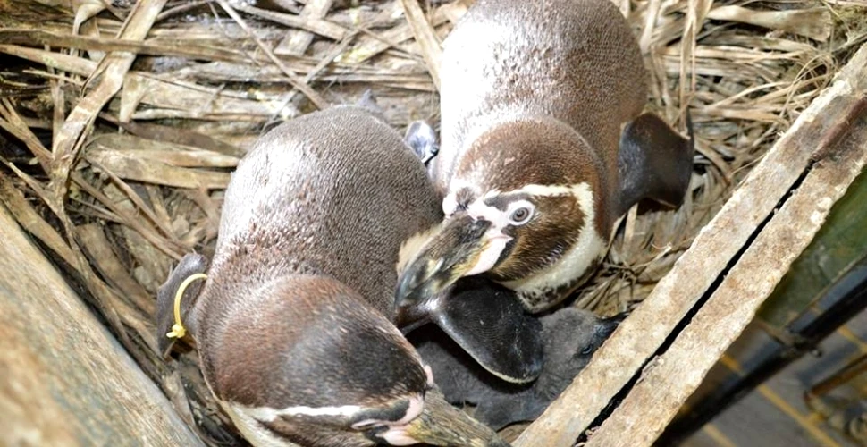 Doi pinguini gay au adoptat un ou abandonat şi în prezent cresc împreună puiul (FOTO)