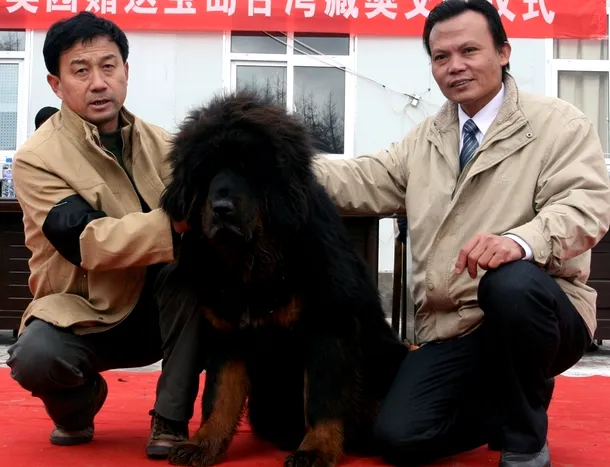 Dog tibetan in timpul unei expozitii canine 
