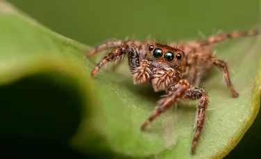 10 lucruri inedite, pe care nu le-ai auzit niciodată, despre păianjeni