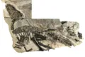 Rămășițele unei turme de 11 dinozauri, descoperite în Italia