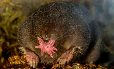 Test de cultură generală. Care mamifer poate mirosi sub apă?