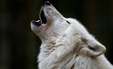 Război printre gheţuri: lupi contra boi moscaţi