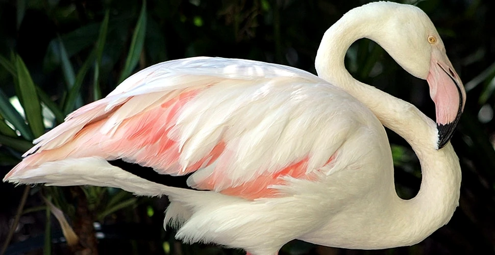 A murit cel mai bătrân flamingo roz din lume! A fost, probabil, cel mai longeviv exemplar din istorie (FOTO)