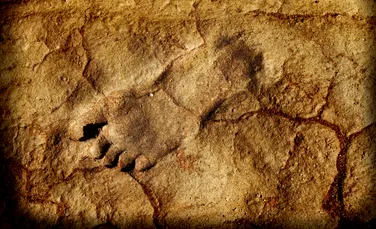 O rudă a omului surprinzător de înaltă, descoperită în fosile vechi de 1,4 milioane de ani