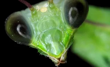 Insectele comunica prin intermediul plantelor