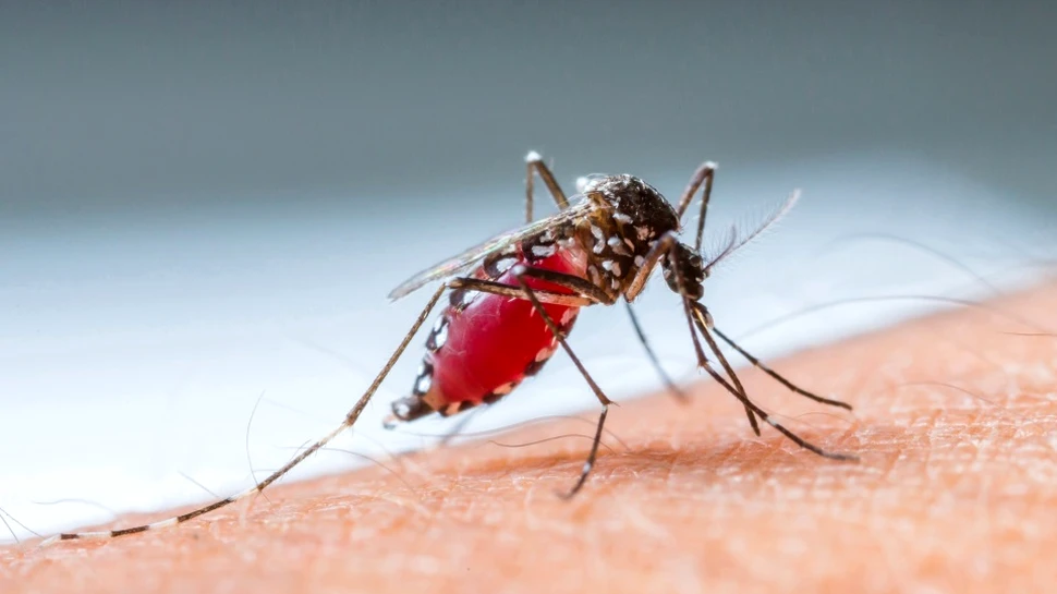 Ţânţarii! Tot ce trebuie să ştii despre cele mai enervante creaturi ale verii: biologie şi cum să te protejezi