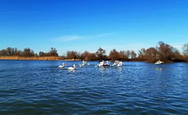 Iernile tot mai blânde din România îi fac pe pelicani să rămână în Delta Dunării